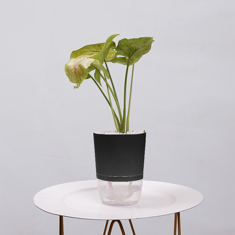 Syngonium Pink (Arrowhead Vine)