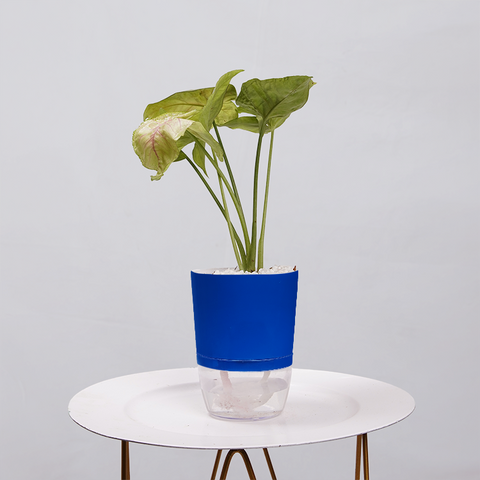 Syngonium Pink (Arrowhead Vine)