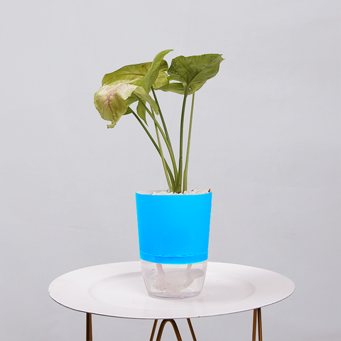 Syngonium Pink (Arrowhead Vine)