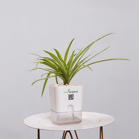 Spider Plant (Chlorophytum comosum)