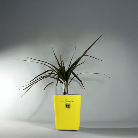 Dracaena Marginata (Dragon Tree)