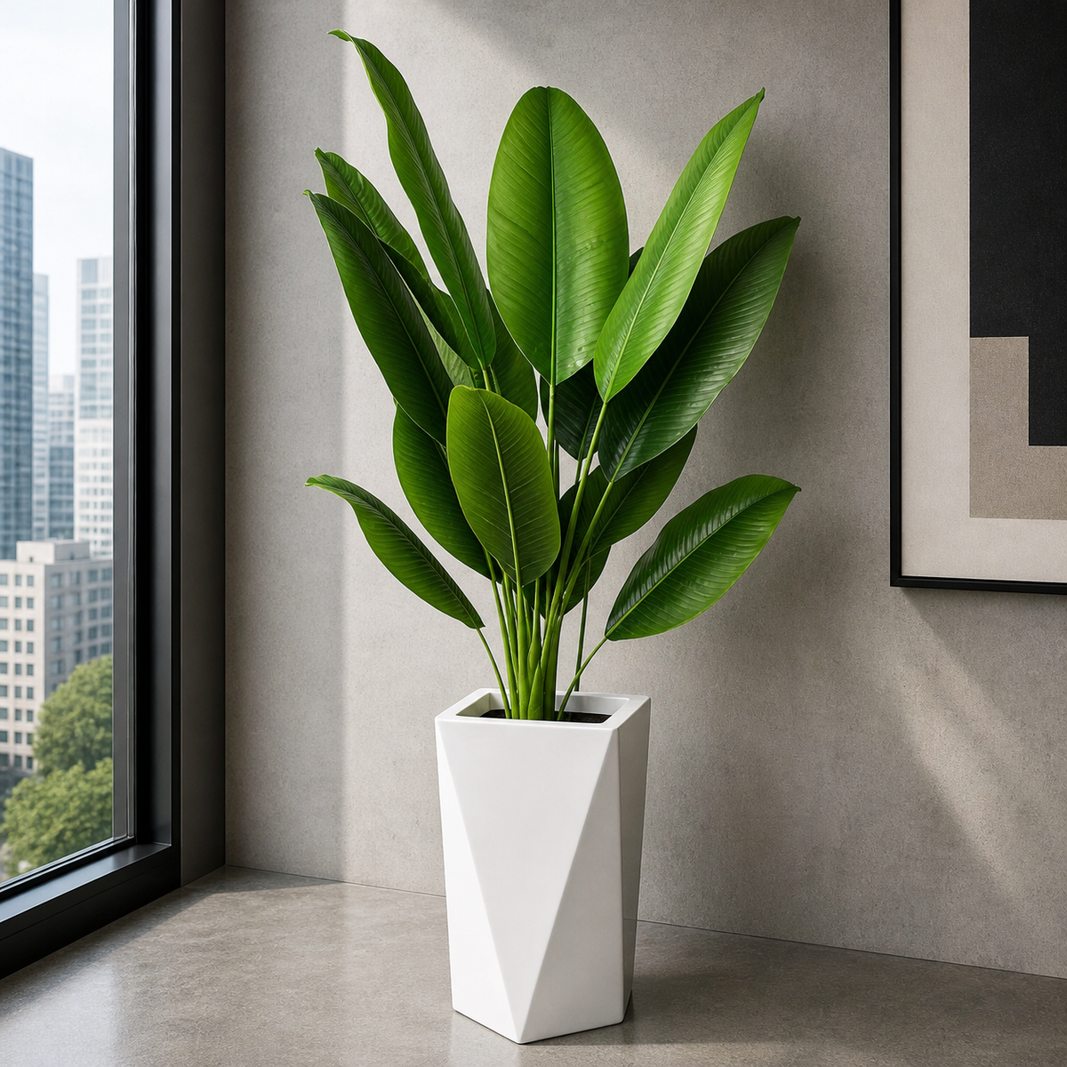 Banana Plant (PL1079) With Planter