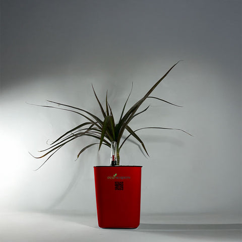 Dracaena Marginata (Dragon Tree)