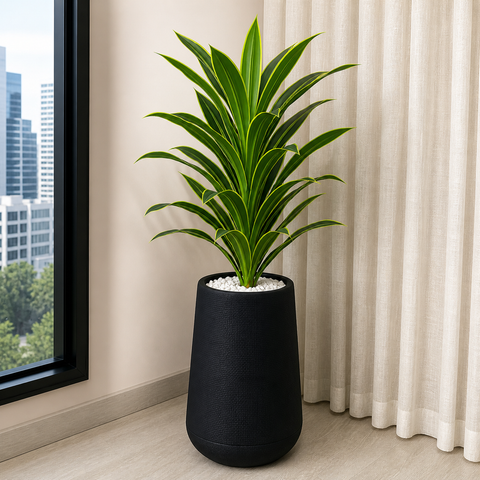 Draecena Plant (PL1075) With Planter