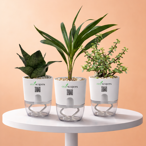 3RIFIC COMBO DEAL — EcoScapers Pakistan