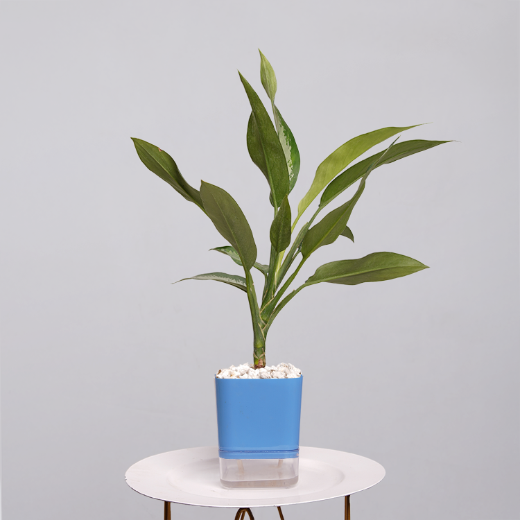 Aglaonema Chinese Evergreen