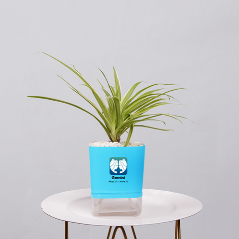 Spider Plant (Chlorophytum comosum)