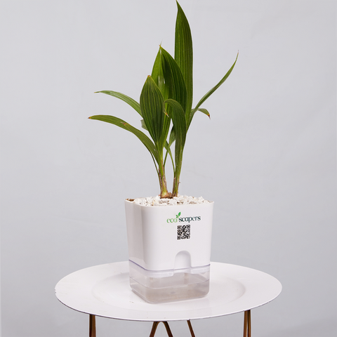 Coconut Palm Seedling