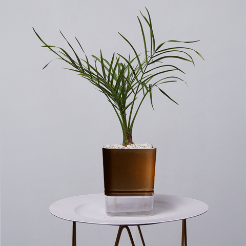 Areca  Golden Cane Palm