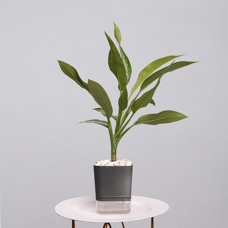 Aglaonema Chinese Evergreen