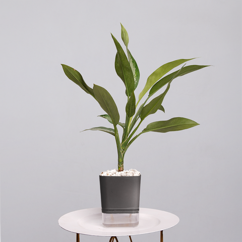 Aglaonema Chinese Evergreen