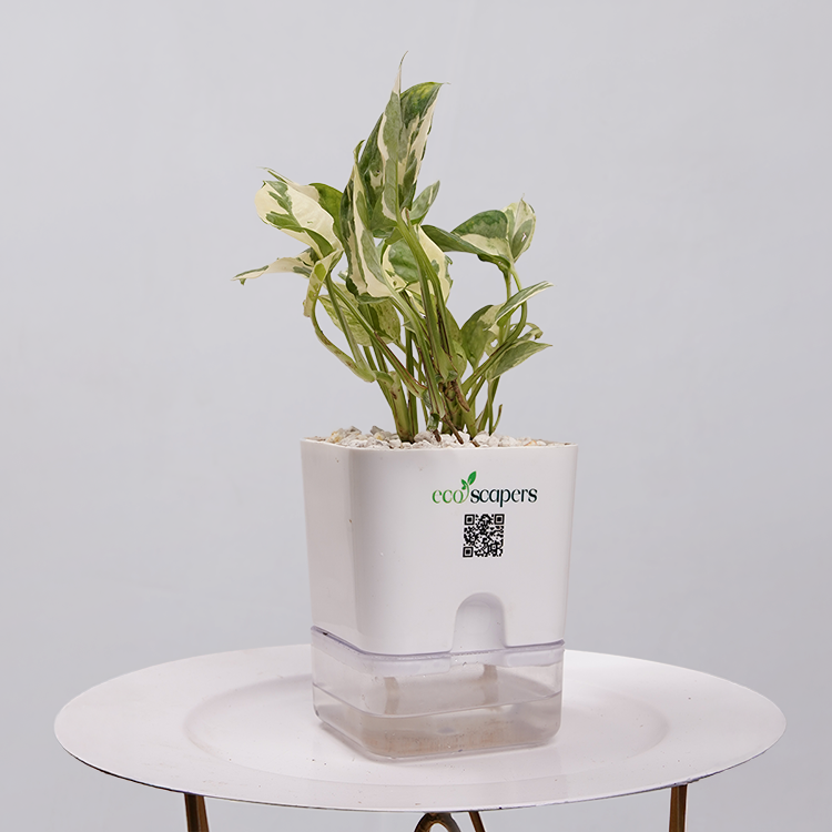Money Plant Marble Queen