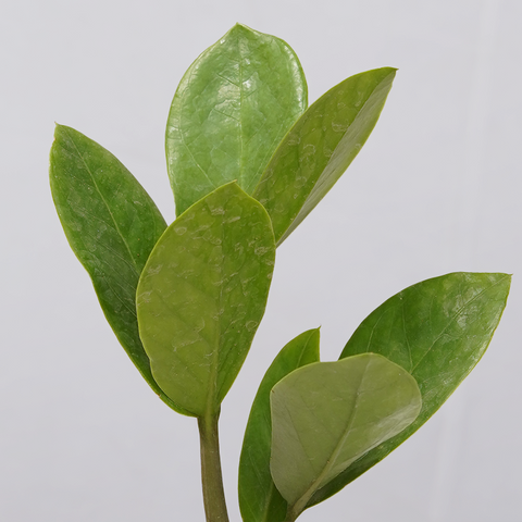 ZZ Plant (Zamioculcas zamiifolia)