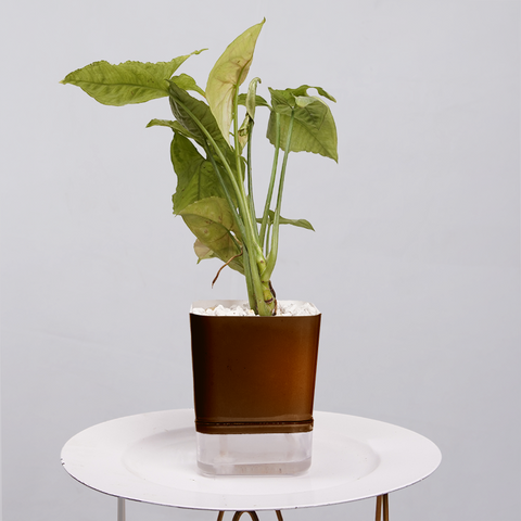 Syngonium Pink (Arrowhead Vine)