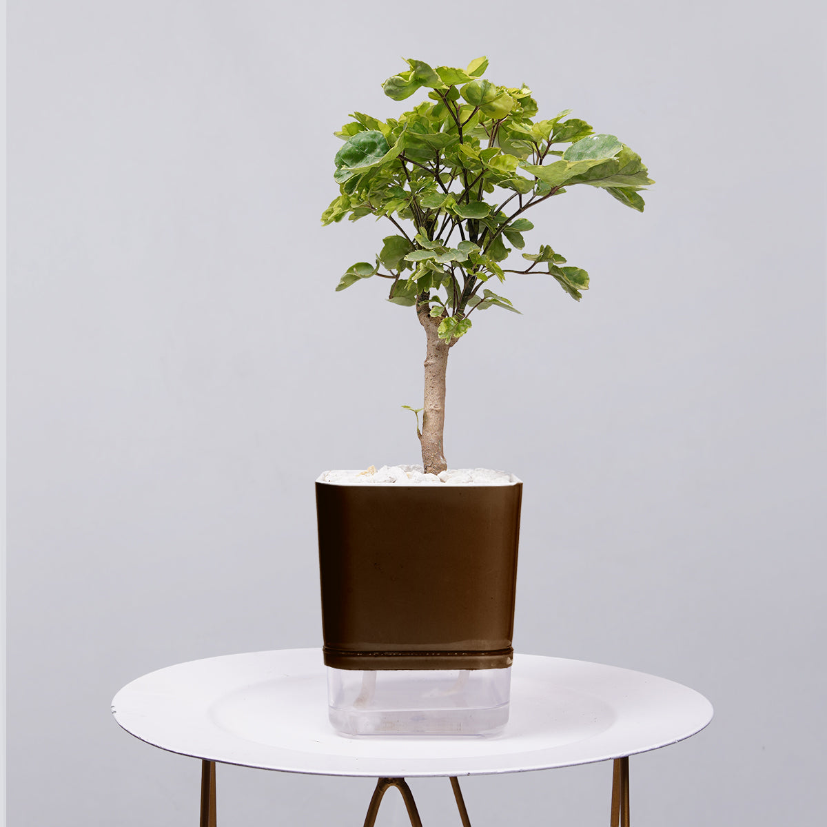 Ficus Bonsai
