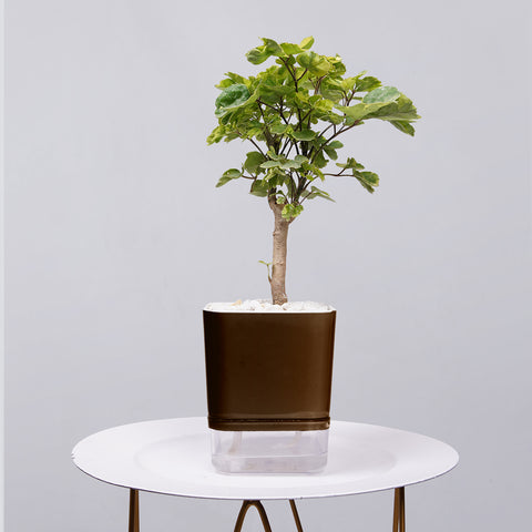 Ficus Bonsai