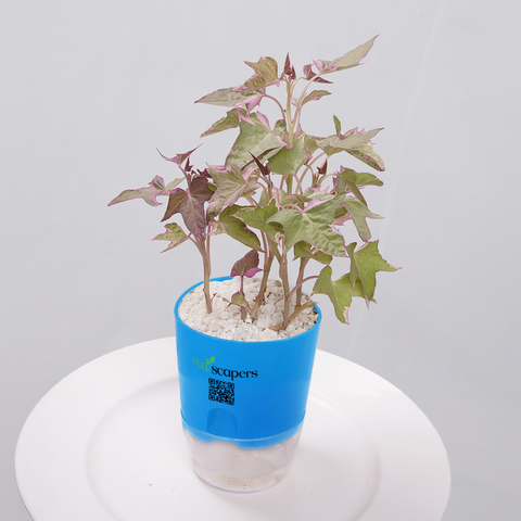 Sweet Potato Vine