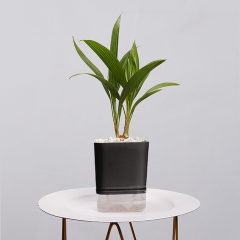 Coconut Palm Seedling