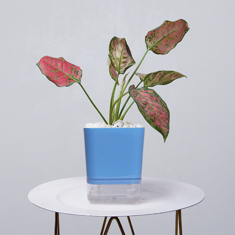 Aglaonema pink lipstick