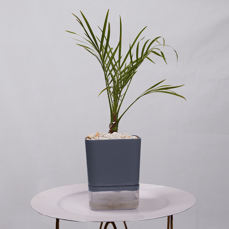 Phoenix Palm