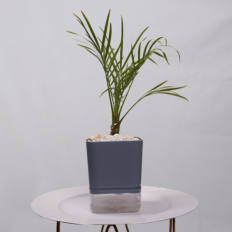 Phoenix Palm