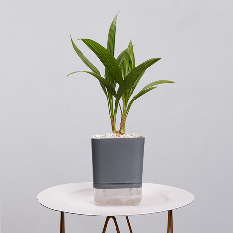 Coconut Palm Seedling