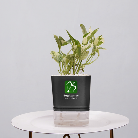 Money Plant Marble Queen