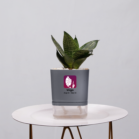 Snake Plant Bird’s Nest (Sansevieria Hahnii)