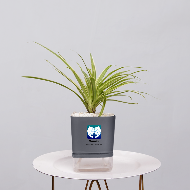 Spider Plant (Chlorophytum comosum)
