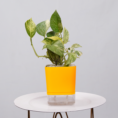 MONEY PLANT N JOY