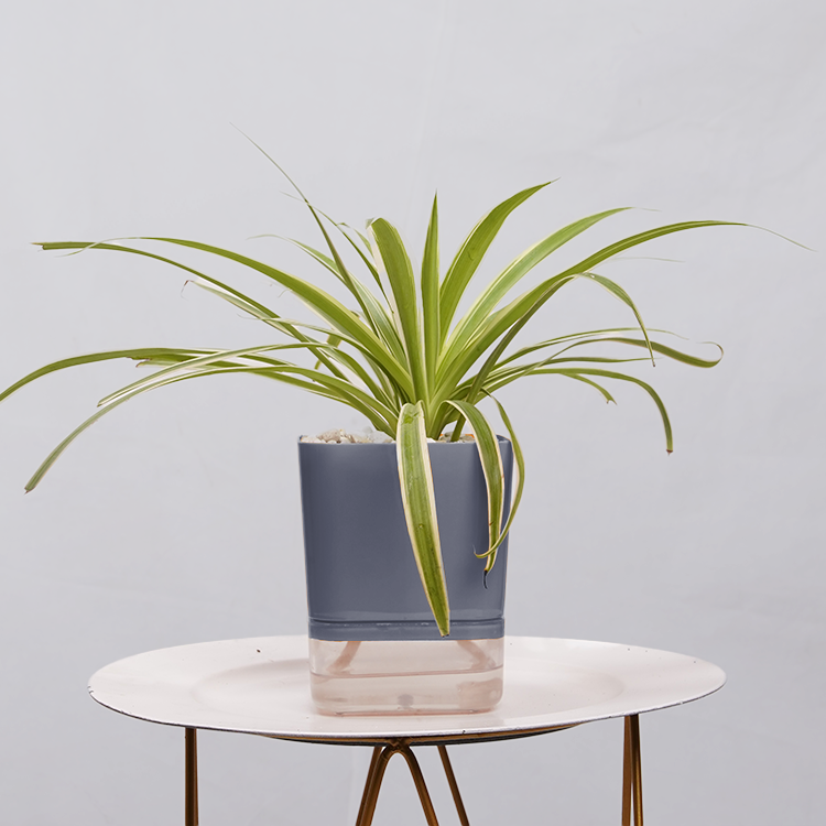 Dracaena marginata Madagascar multicolour