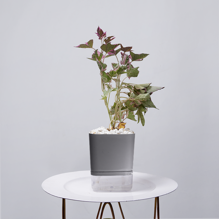 Sweet Potato Vine
