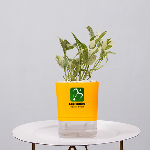 Money Plant Marble Queen