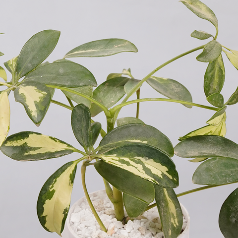 Shefflera (Umbrella Plant)