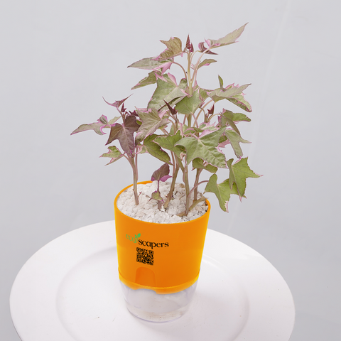 Sweet Potato Vine