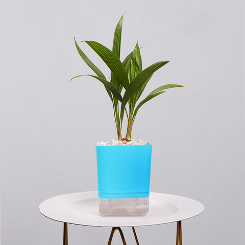 Coconut Palm Seedling