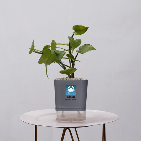 Money Plant Golden