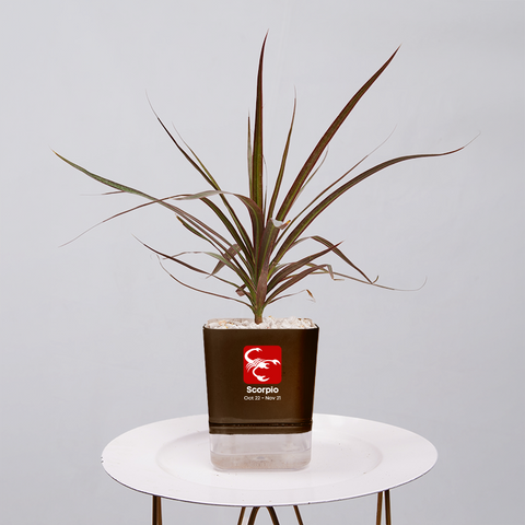 Dracaena Marginata (Dragon Tree)