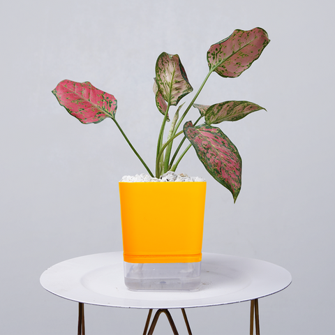 Aglaonema pink lipstick