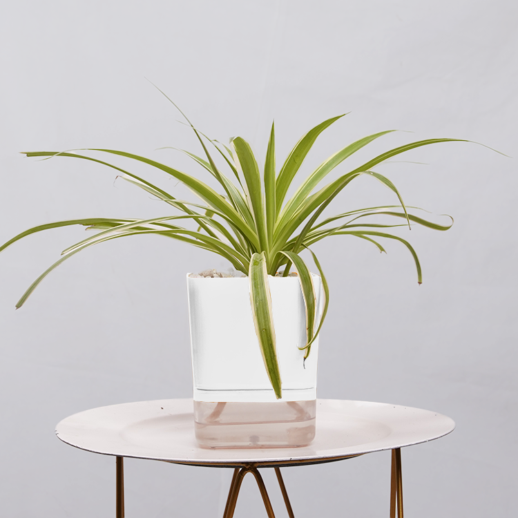 Dracaena marginata Madagascar multicolour