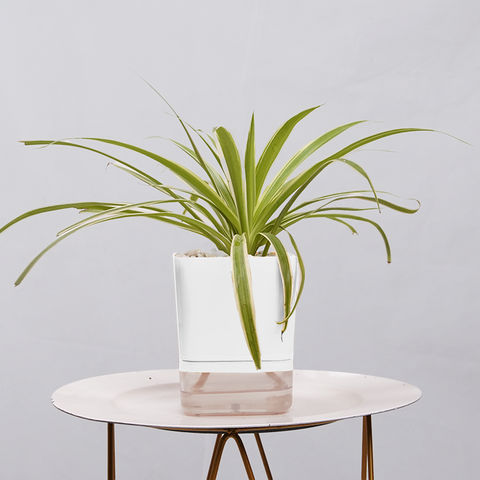 Dracaena marginata Madagascar multicolour