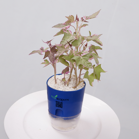 Sweet Potato Vine
