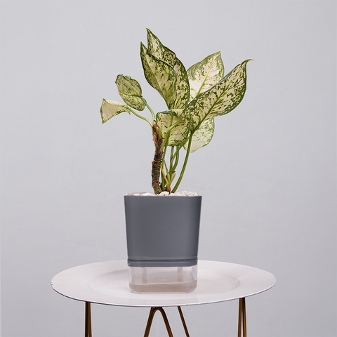 Aglaonema Snow white