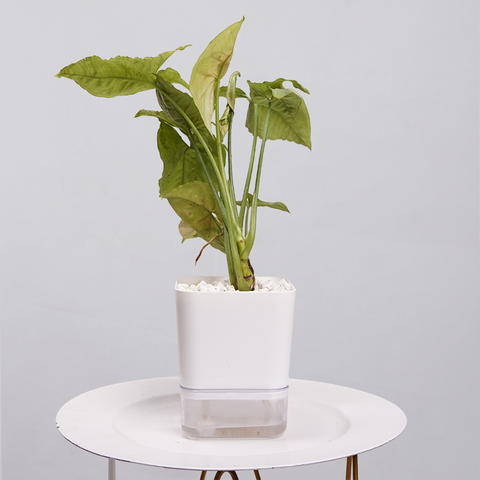 Syngonium Pink (Arrowhead Vine)