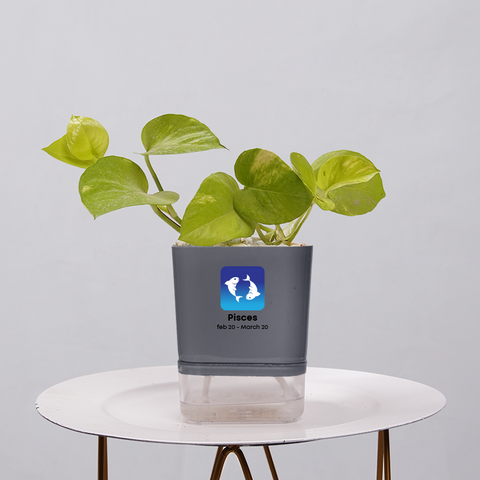 Money Plant Neon