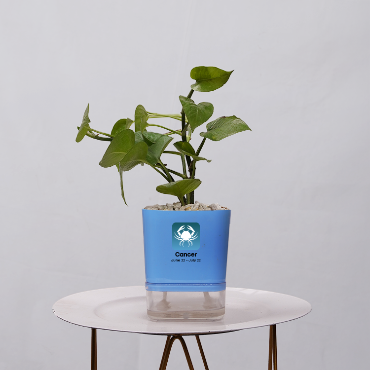 Money Plant Golden