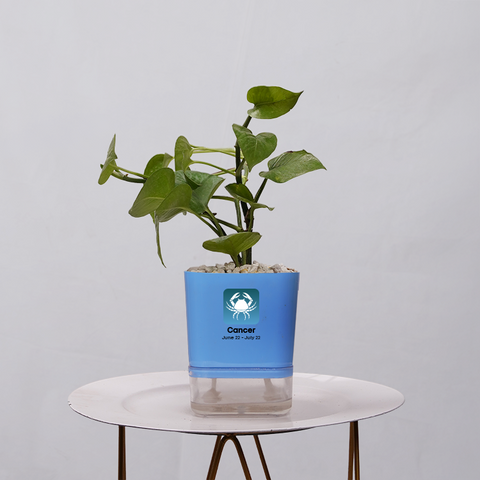 Money Plant Golden