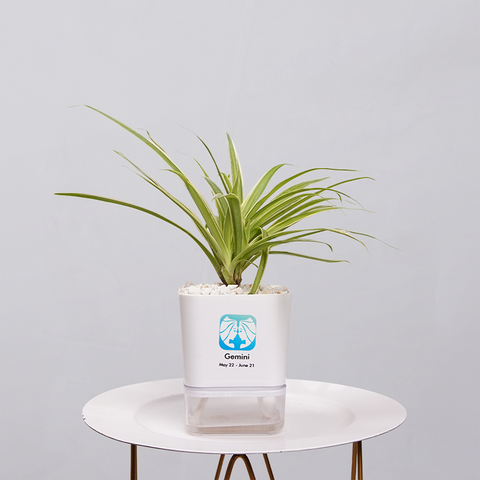 Spider Plant (Chlorophytum comosum)