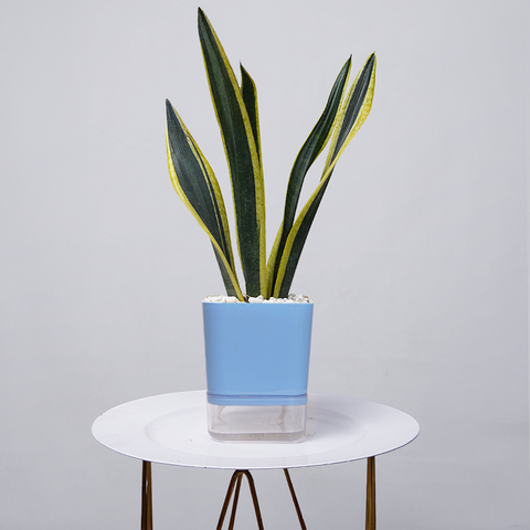 Snake Plant Dwarf Thai