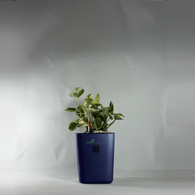 Shefflera (Umbrella Plant)